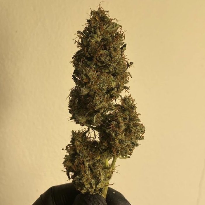 Fast Blueberry Indica