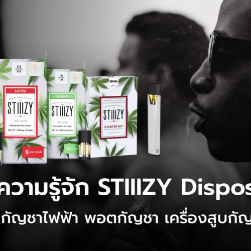 มาทำความรู้จัก STIIIZY Disposable แบรนด์ กัญชาไฟฟ้า พอตกัญชา เครื่องสูบกัญชา