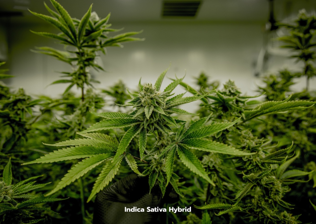 Indica Sativa Hybrid