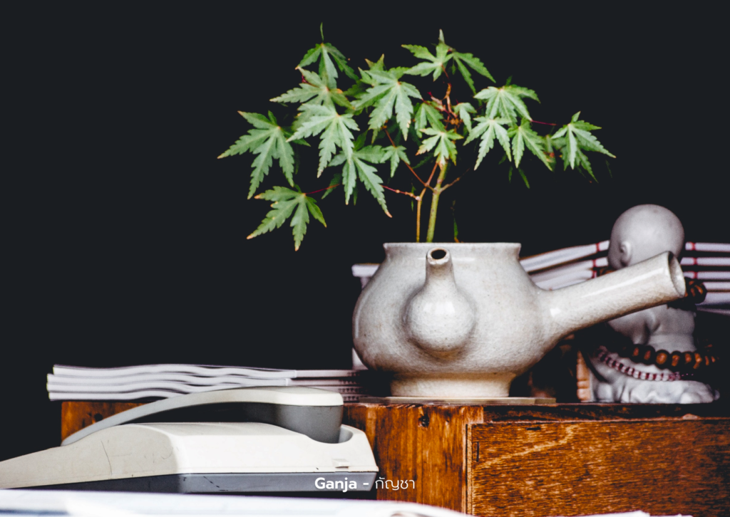 Ganja