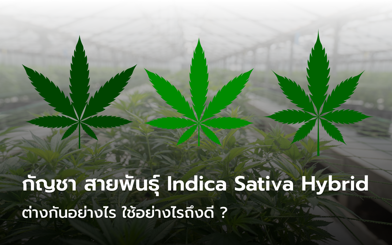 Indica Sativa Hybrid