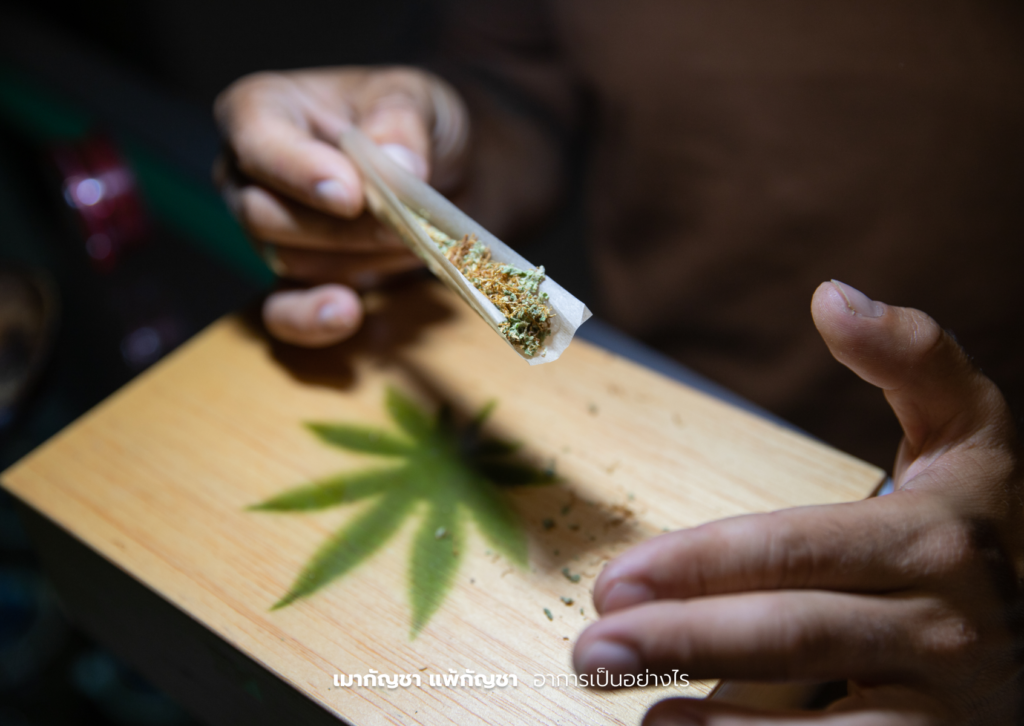 เมากัญชา แพ้กัญชา