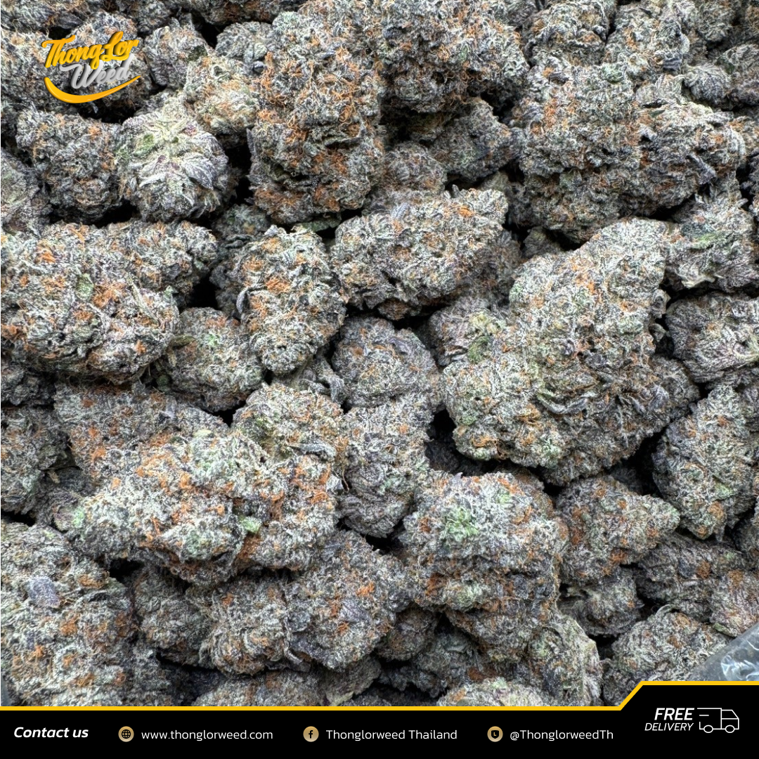 ดอกกัญชา Black Ice Hybrid หอมหวาน รสชาติละมุน ผ่อนคลาย ดอกกัญชา Black Ice Hybrid หอมหวาน รสชาติละมุน ผ่อนคลาย