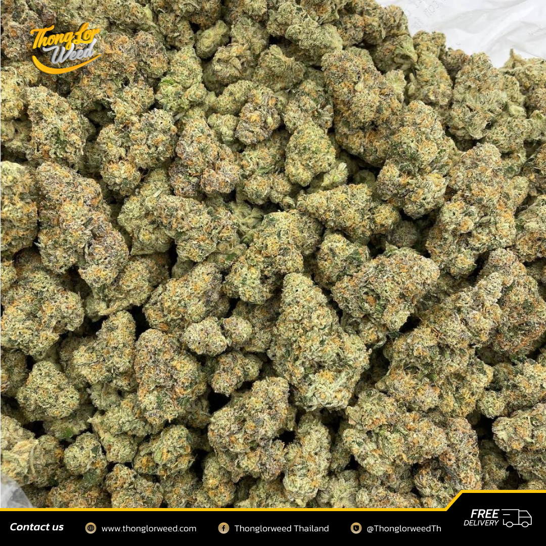 ดอกกัญชา Baja Blast กัญชาพรีเมี่ยม พร้อมใช้งาน ส่งทั่วประเทศ ดอกกัญชา Baja Blast กัญชาพรีเมี่ยม พร้อมใช้งาน ส่งทั่วประเทศ