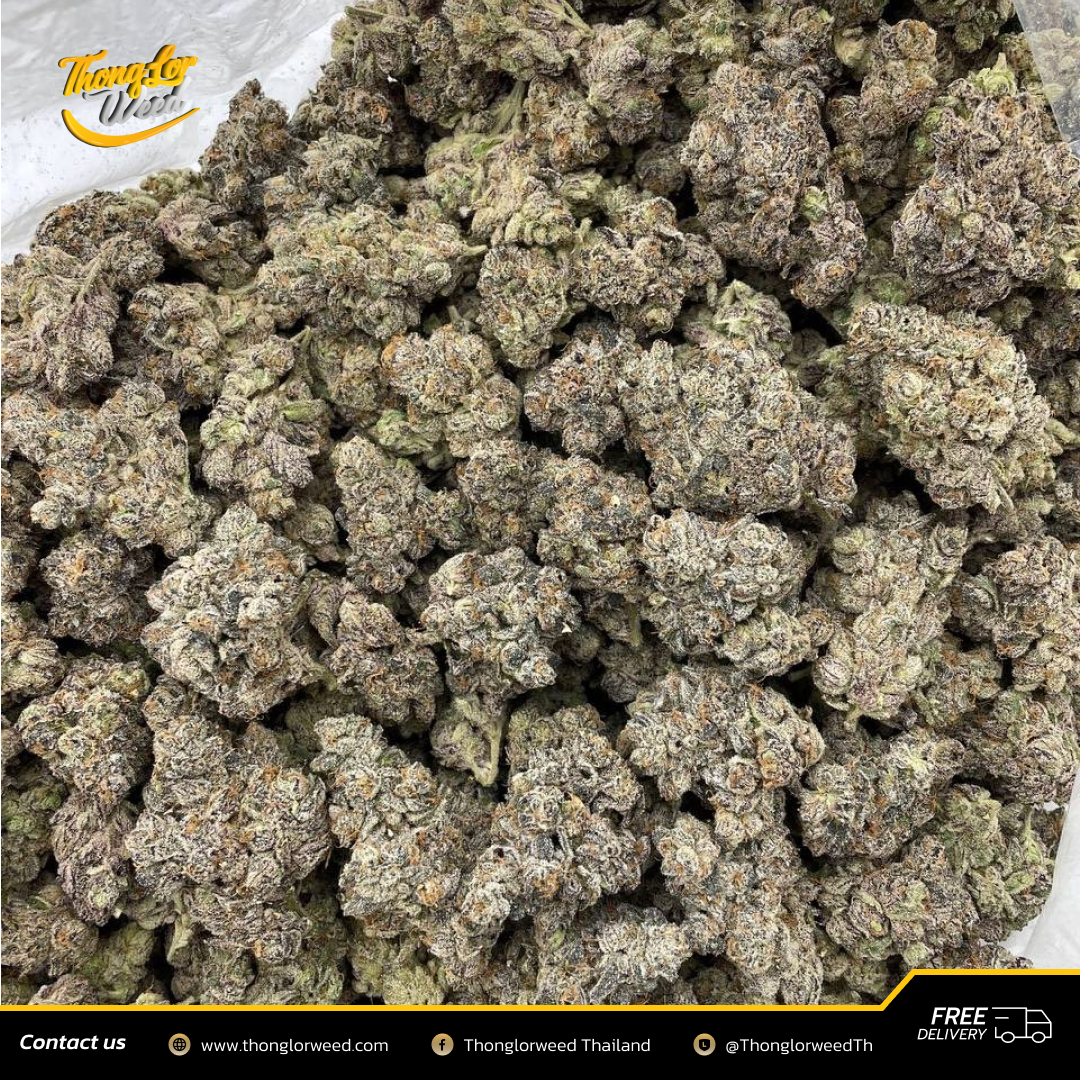 ดอกกัญชา Frosted Gummy Bear ดอกอัดแน่น ฟินทุกสูบ ดอกกัญชา Frosted Gummy Bear ดอกอัดแน่น ฟินทุกสูบ