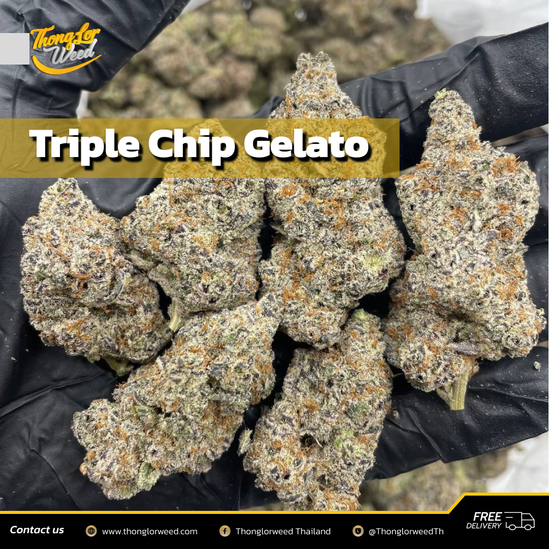 Triple Chip Gelato