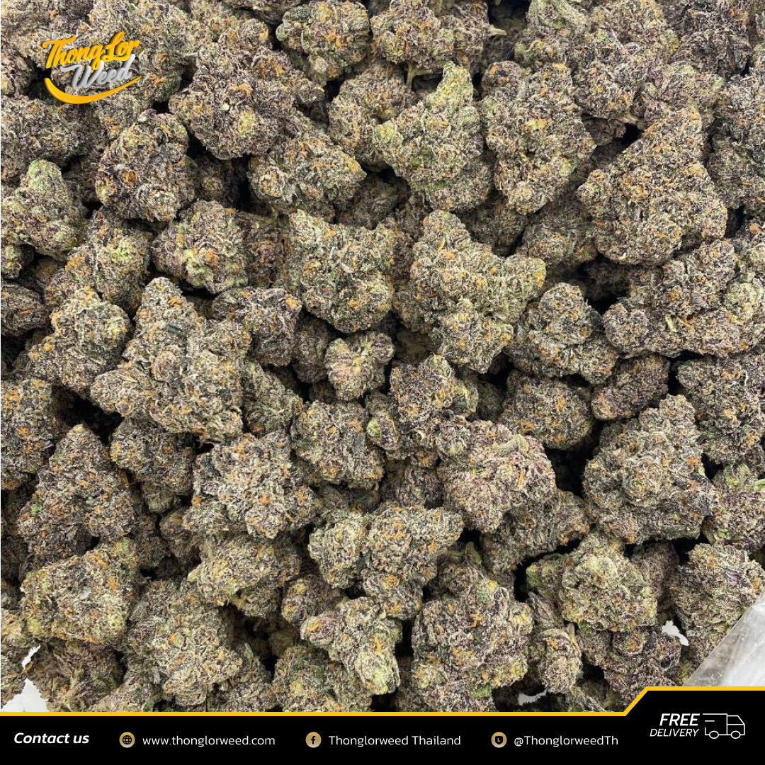 ดอกกัญชา Champagne Skittles กัญชาพรีเมี่ยม ปลอดภัย ไร้สารพิษ ดอกกัญชา Champagne Skittles กัญชาพรีเมี่ยม ปลอดภัย ไร้สารพิษ