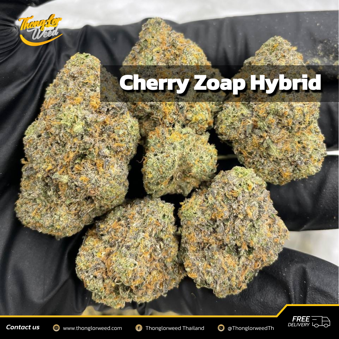 ซื้อดอกกัญชา Cherry Zoap สายพันธุ์ Hybrid ดอกกัญชาพรีเมี่ยม