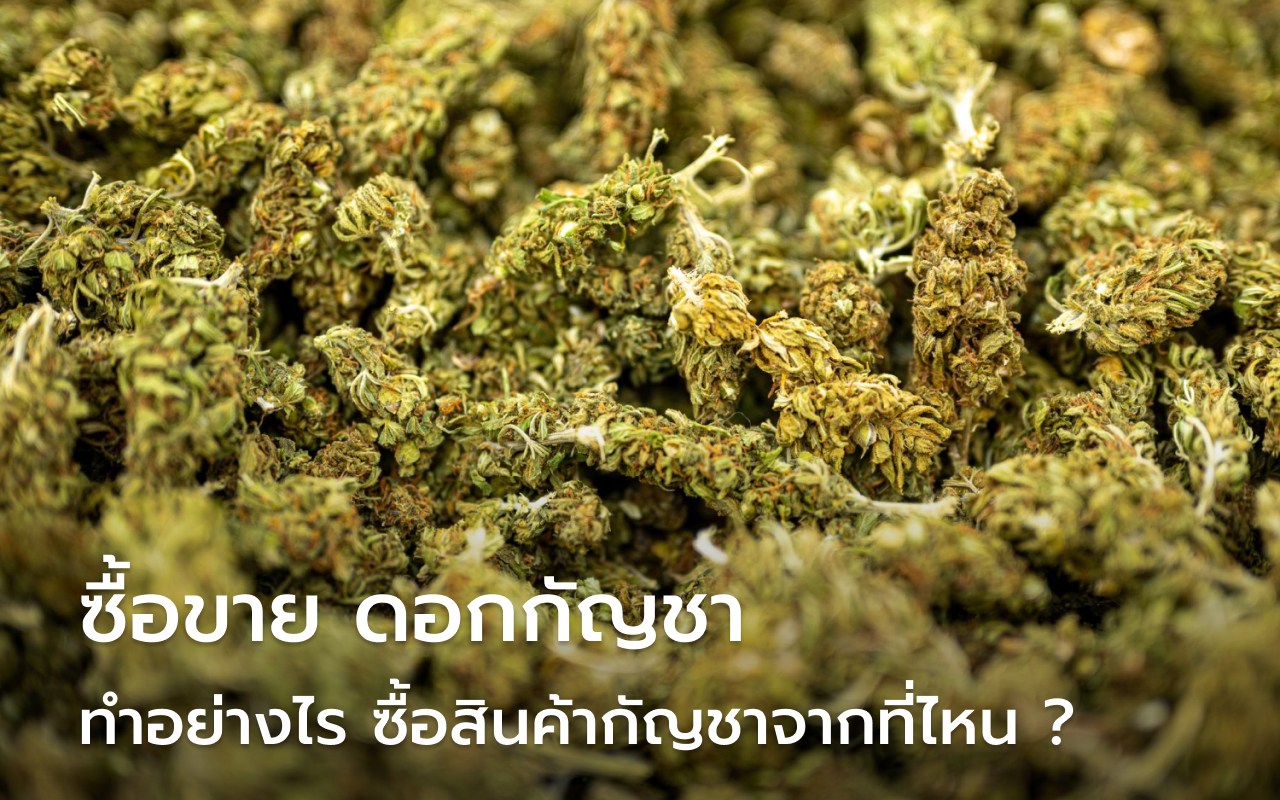 ซื้อขาย ดอกกัญชา