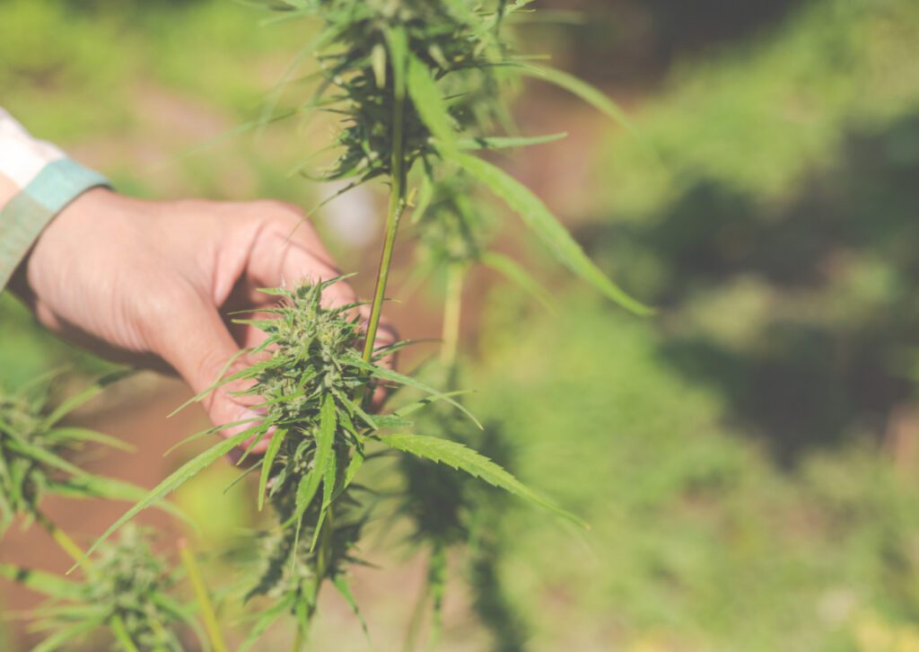 ซื้อขาย ดอกกัญชา