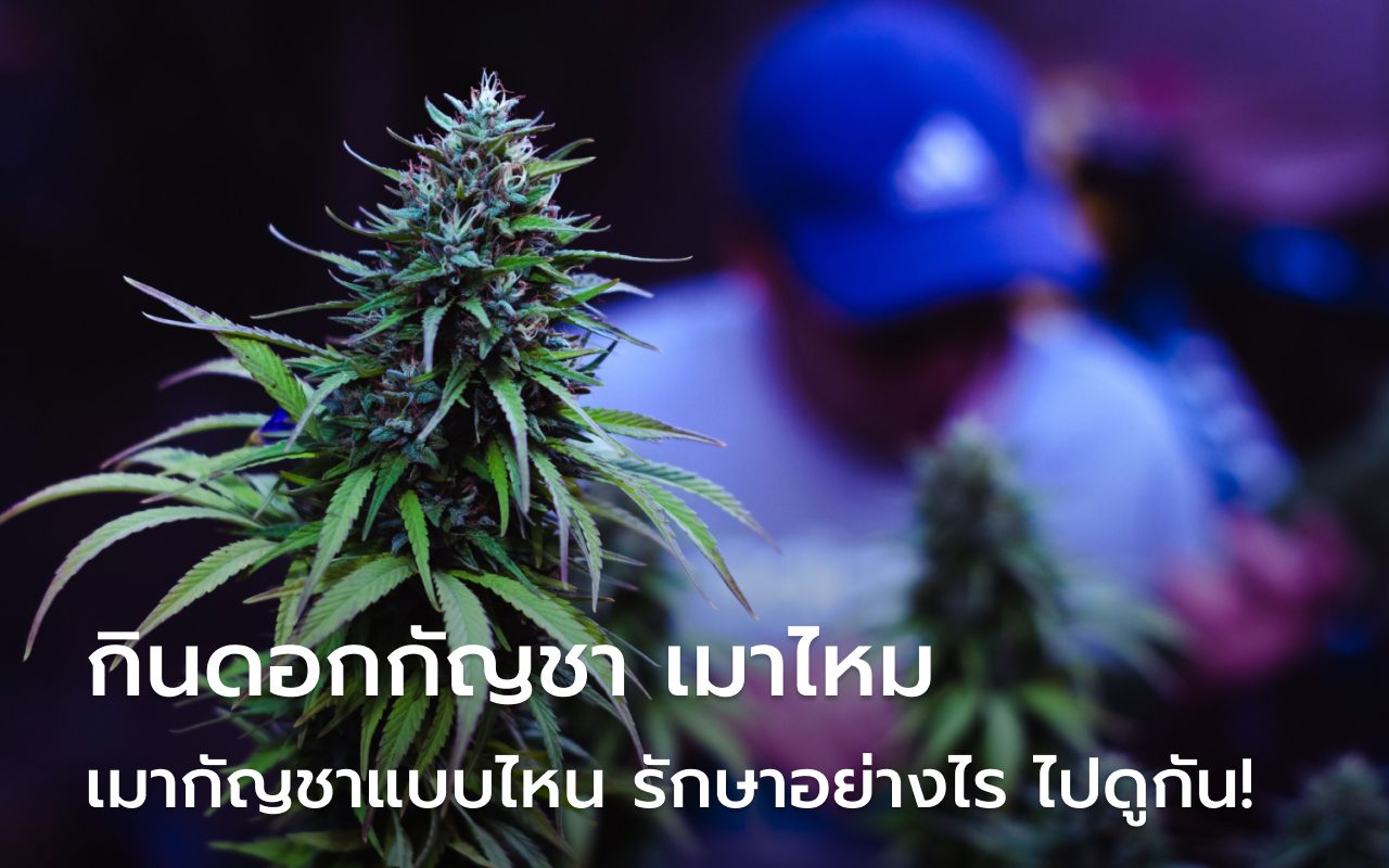 กินดอกกัญชา เมาไหม