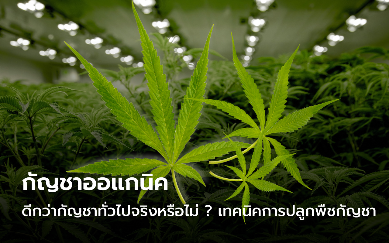 กัญชาออแกนิค