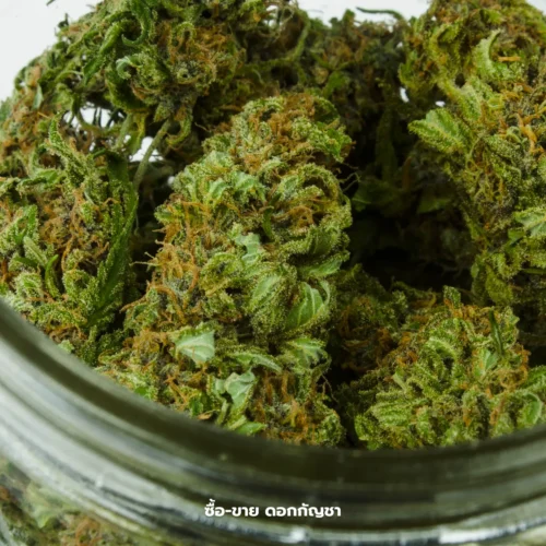 ซื้อ-ขาย ดอกกัญชา กัญชาแท่ง สายเขียว ซื้อสินค้ากัญชา twitter