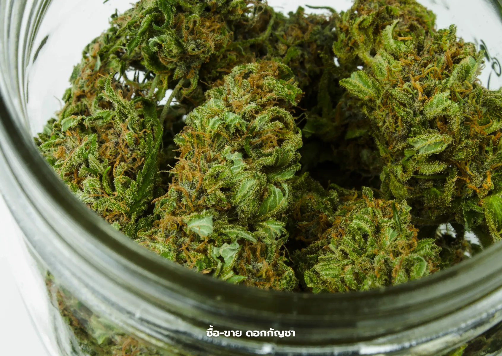 ซื้อ-ขาย ดอกกัญชา