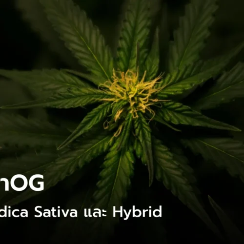 กัญชาOG พันธุ์ Indica Sativa และ Hybrid เรียนรู้ และเข้าใจไปพร้อมกัน