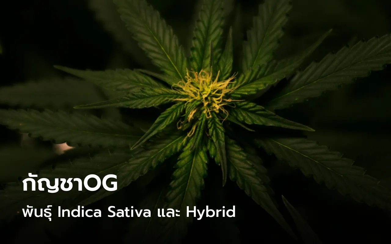 กัญชาOG